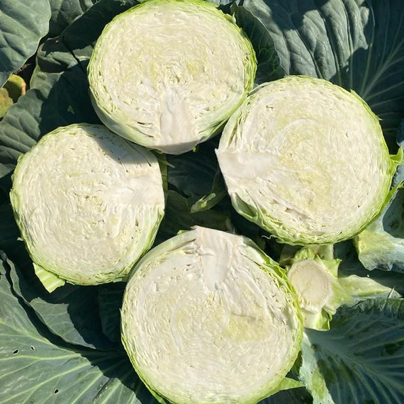 ТАЙФУН F1 семена капусты белокочанной (Bejo | Alexagro) – фото 3