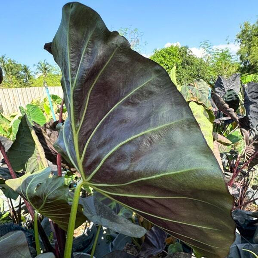 Колоказия EMERALD BONE