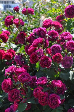 Одиссея (Odysseia)