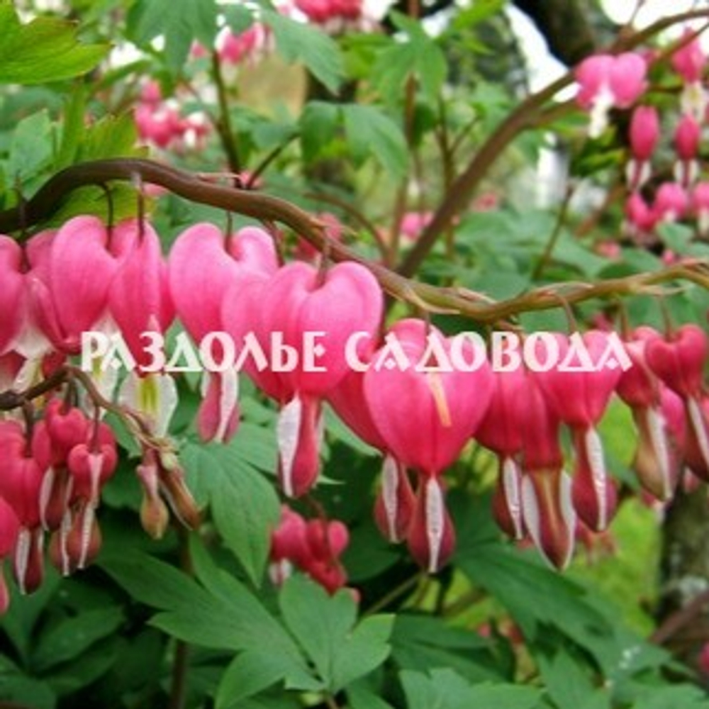 Дицентра великолепная (горшок 3л)