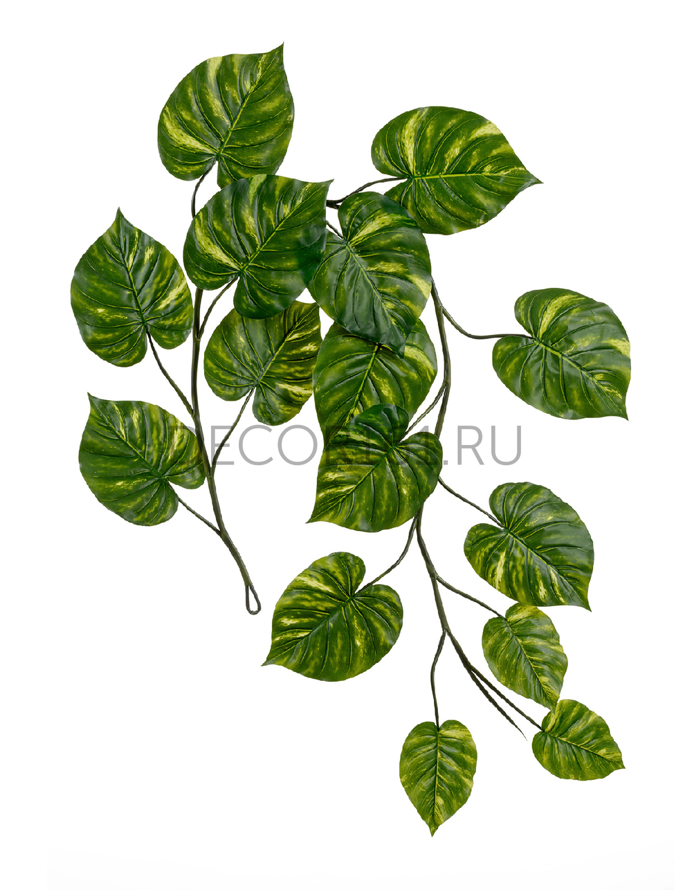 Потос Giant лиана дл-240 см 15 листов (Sensitive Botanic) 6/24 20.092235GY