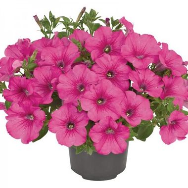 32516 Петуния Fanfare® Hot Rose (Весна 2026)