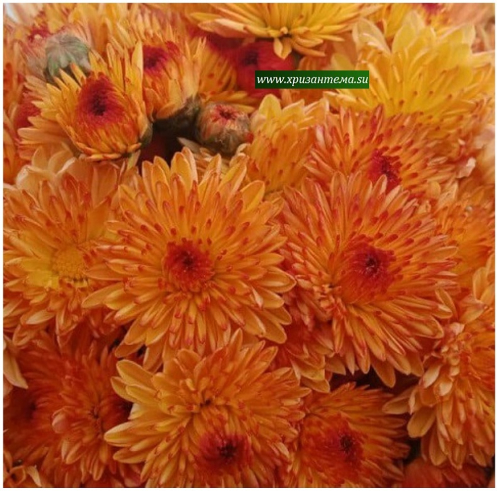 Корейская хризантема Канапушка ☘ з.32   (отгрузка Сентябрь)