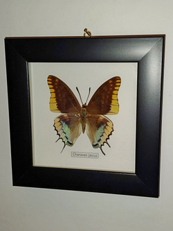 Бабочка Charaxes jasius в рамке