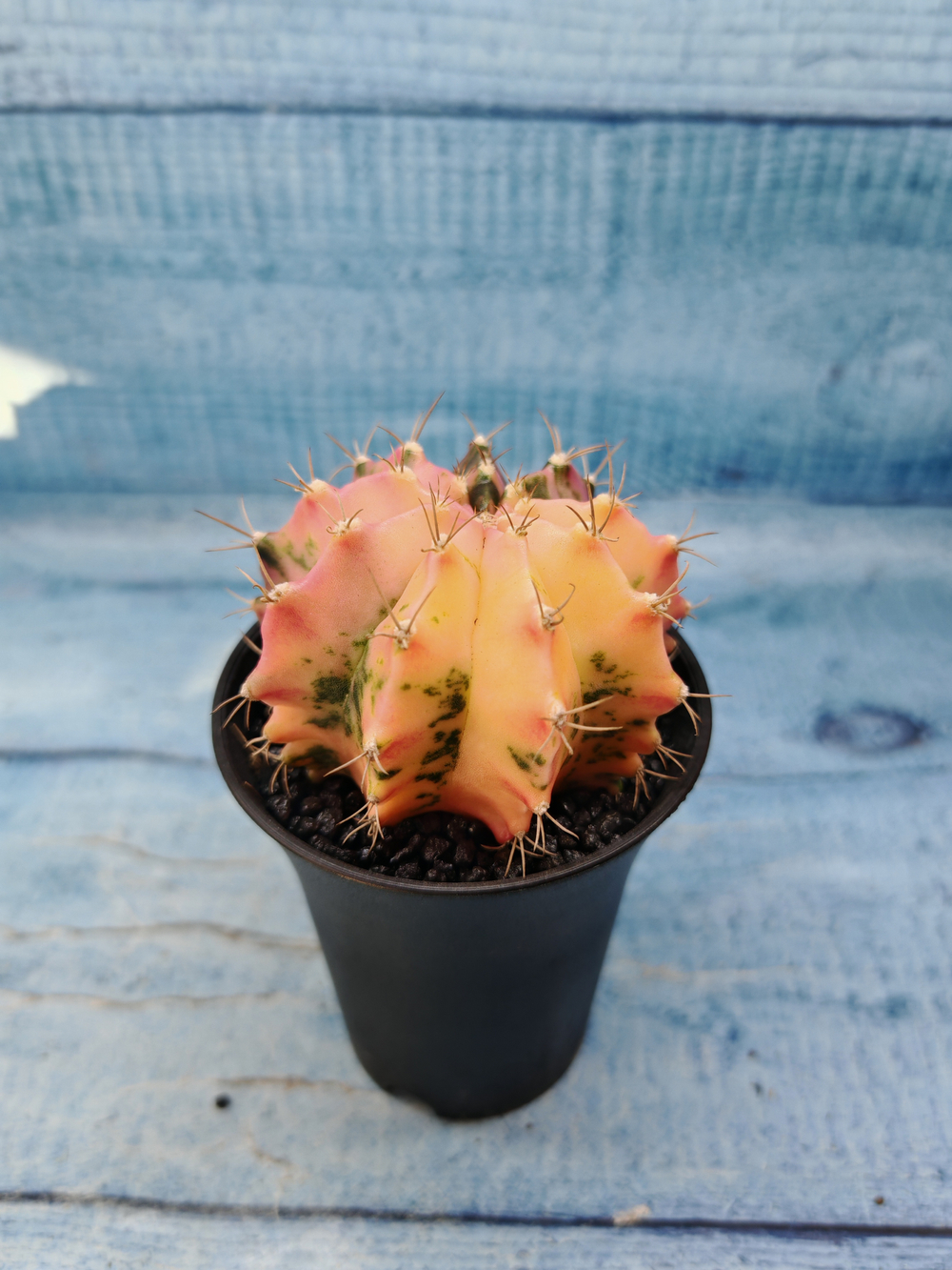 Gymnocalycium Variegata (Гимнокалициум Вариегатный)