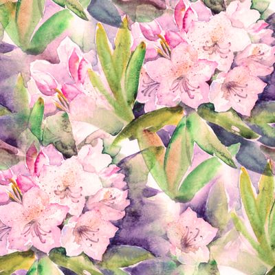 Рододендрон розовый