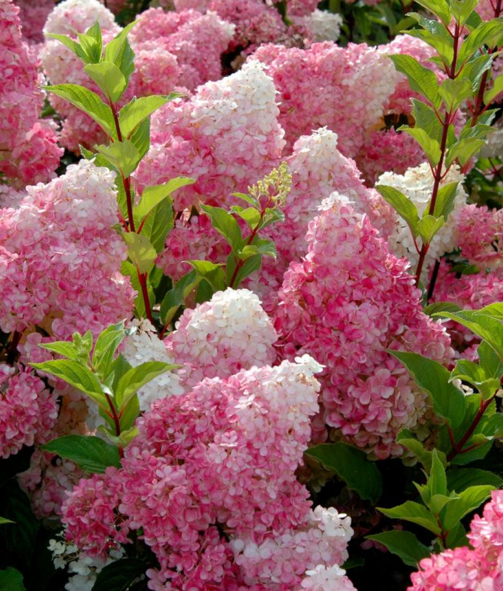 Гортензия метельчатая Ванилла Фрайз С7,5 Закупка М59 июнь 2026