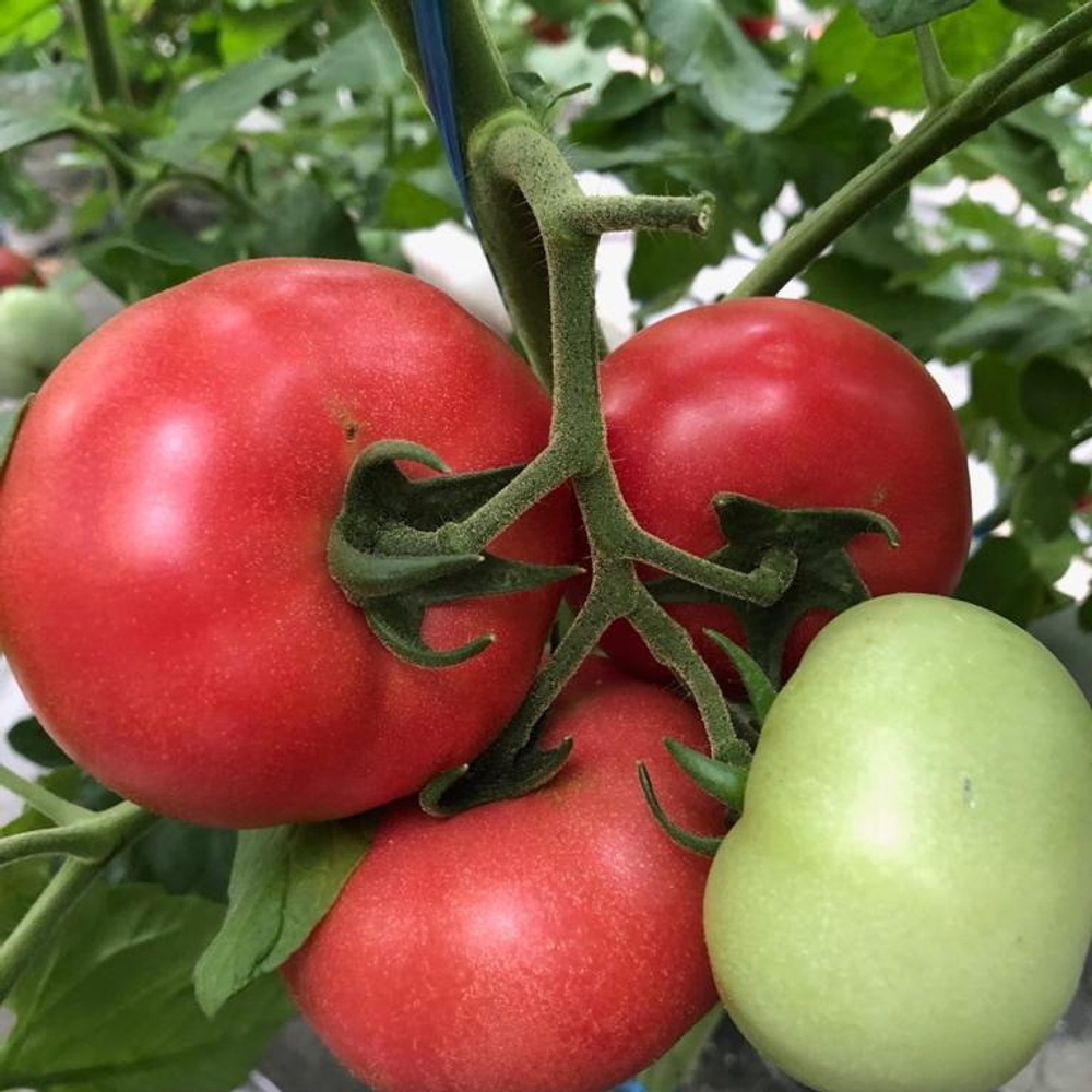 Пинквин F1 семена томата индетерминантного (Rijk Zwaan / Райк Цваан)