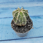 Astrophytum Myriostigma cv. Fukuryu (Астрофитум)