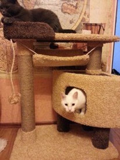 Домик для кота К-126