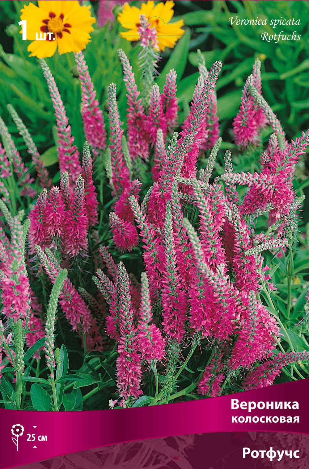 Вероника колосковая Ротфучс
