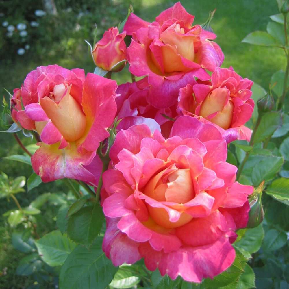 Декор Арлекин (Decor Arlequin)