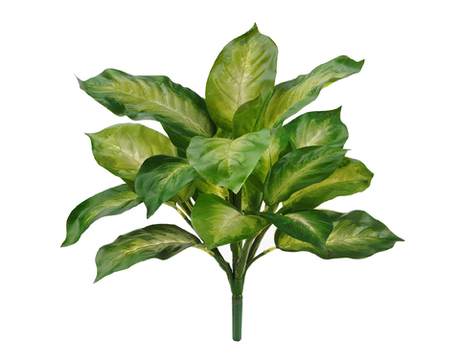 Диффенбахия золотая куст 40 см