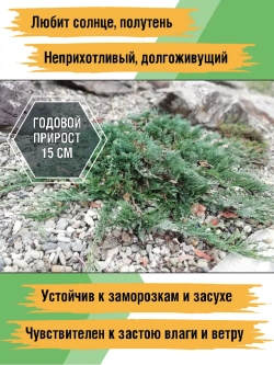 Можжевельник горизонтальный Вилтони саженцы хвойных