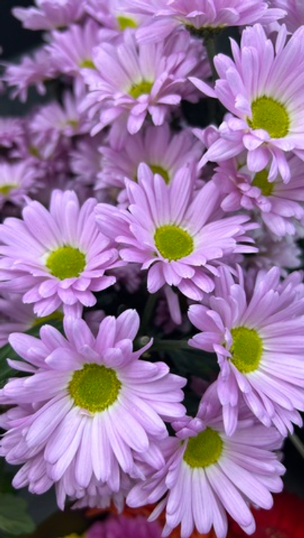 11 веточек букет