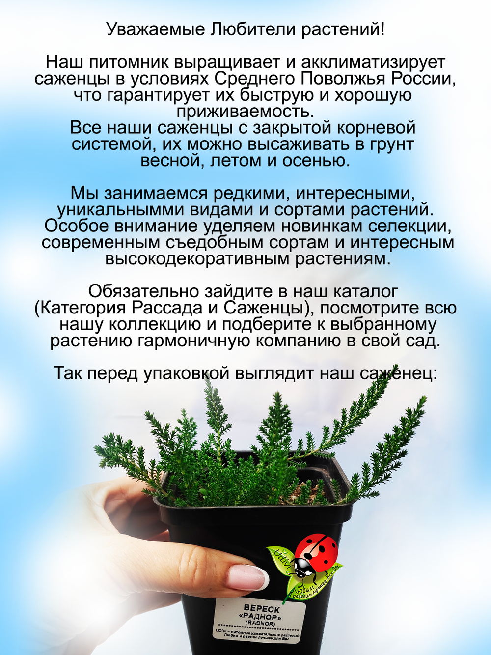 Вереск Раднор зимостойкий