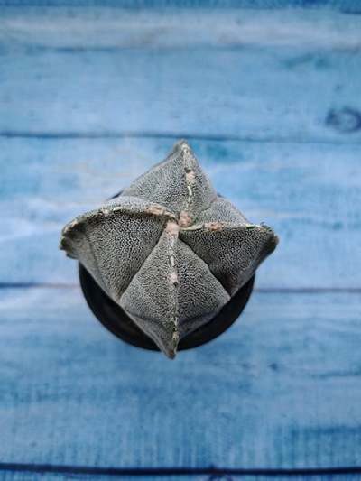 Astrophytum Myriostigma monstrosa (Астрофитум)