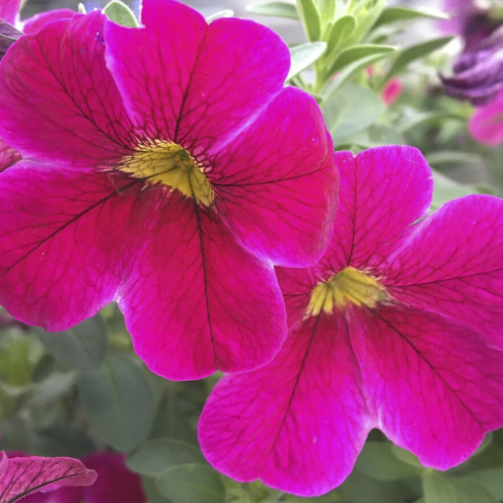 ЕВРО Калибрахоа Calistatic Bright Purple НЕукоренный черенок (срезы) 10шт НОЯБРЬ