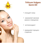 Масло зародышей пшеницы / Triticum Vulgare Germ Oil