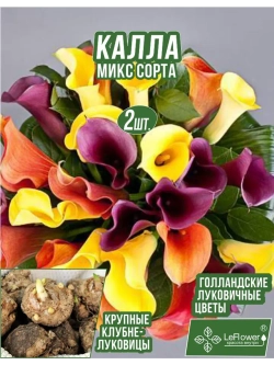 Луковичный цветок калла, 2 шт. Голландия