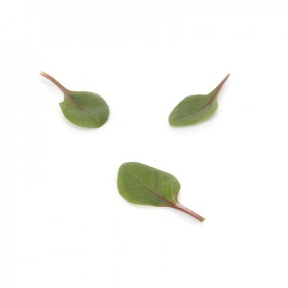 РЕД ТАББИ F1 семена шпината (Rijk Zwaan | Alexagro) – фото 5