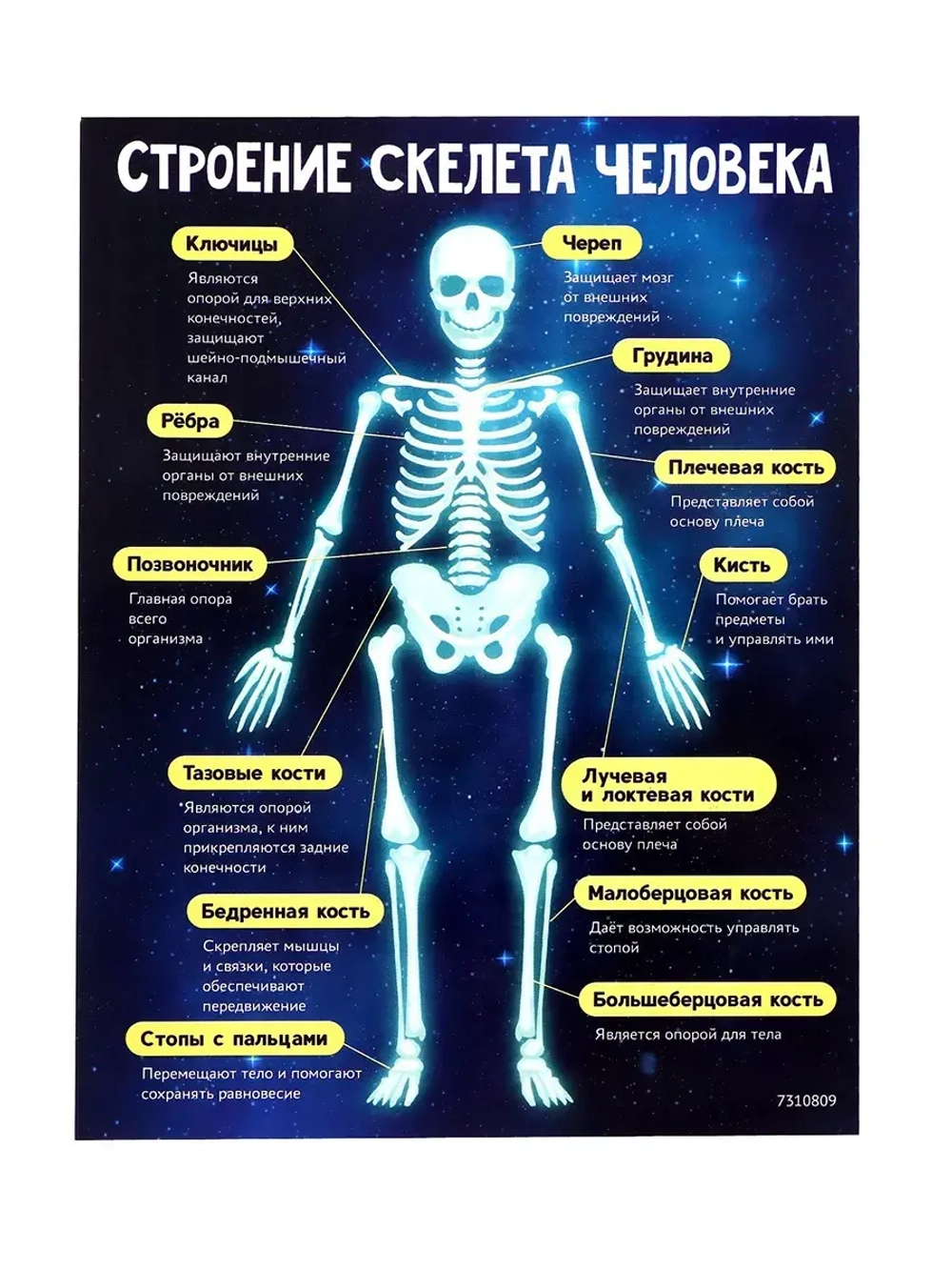 Научный опыт Гипсовый скелет человека Эврики
