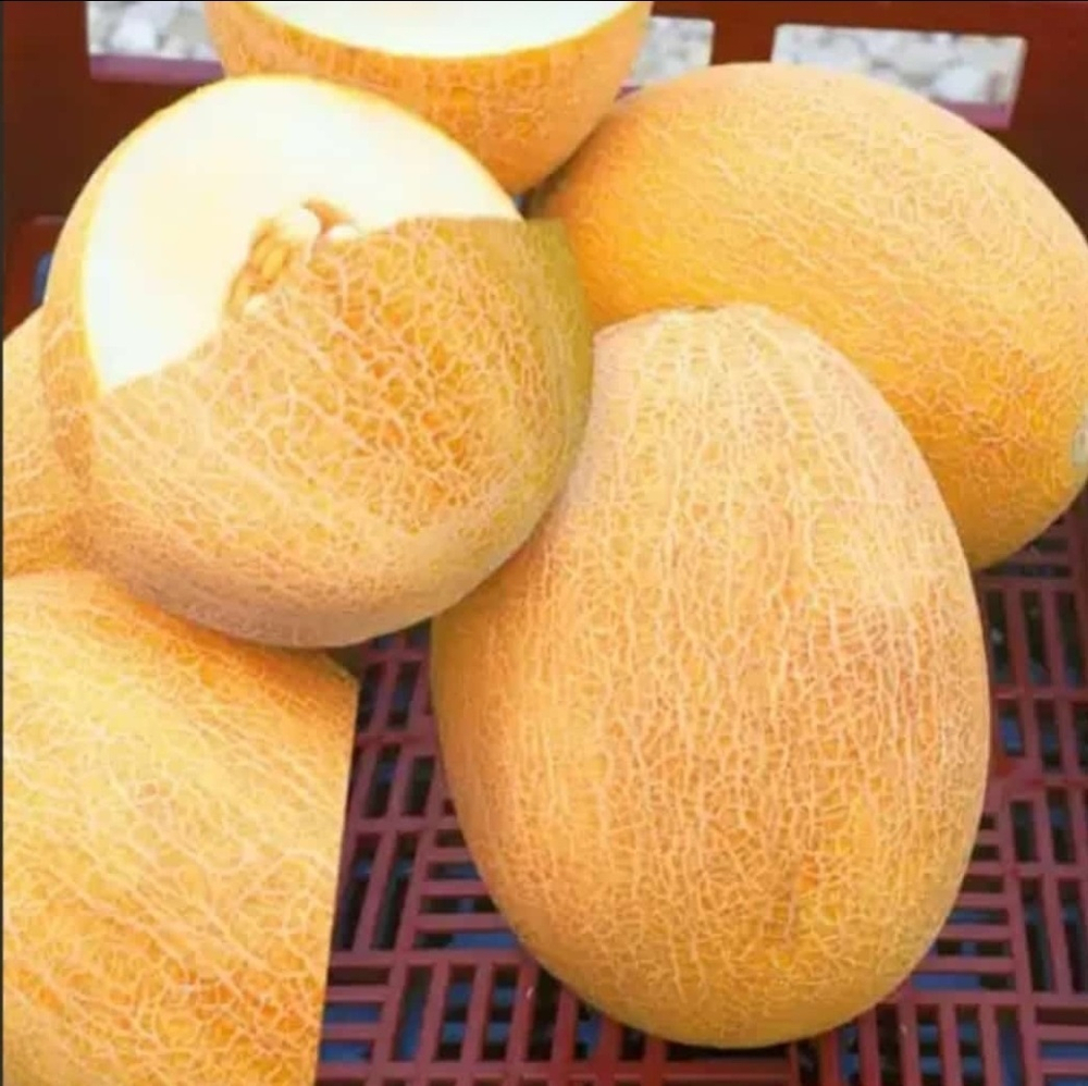 Самит F1 семена дыни (Seminis / Семинис)