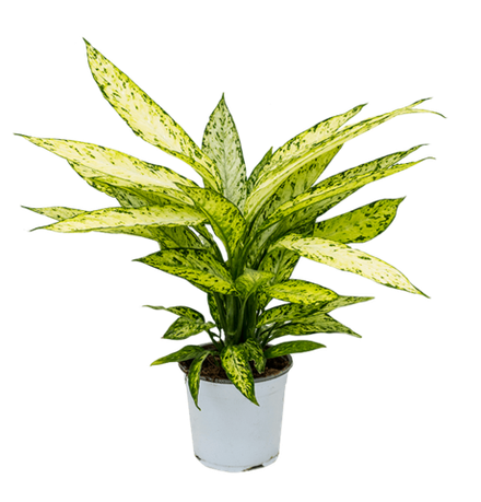 Диффенбахия "Визуви"