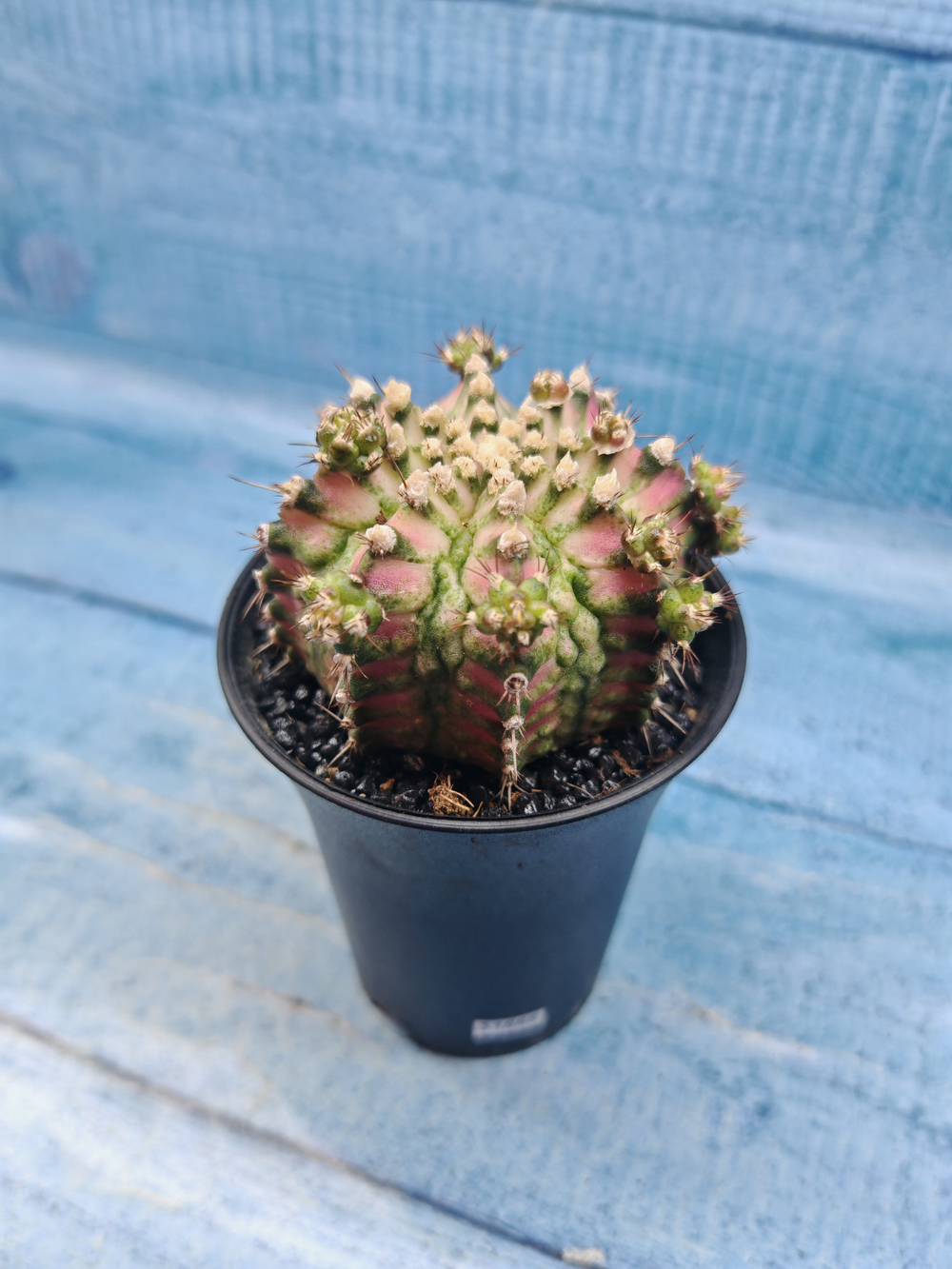 Gymnocalycium T-Rex Pink hybride (Гимнокалициум T-rex)