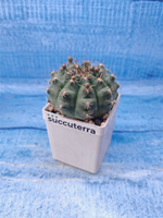 Gymnocalycium damsii (Гимнокалициум)