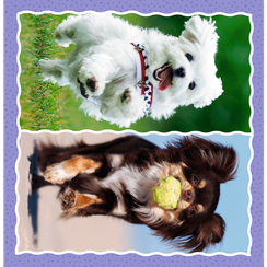 Puzzle "3in1" - Lovely dogs / Trefl
