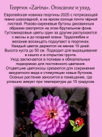 Георгин Зарина тёмнолистный