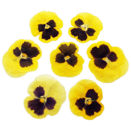 Виола обезвоженная Yellow Tiger - плоский цветок, 10 шт