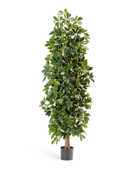 Шеффлера колонновидная пёстрая 180 см