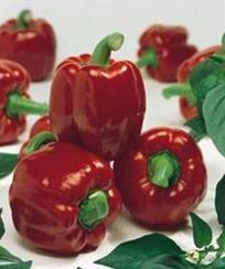 АРИСТОТЕЛЬ ЭКС 3 Р F1 семена перца сладкого (Seminis | Alexagro)