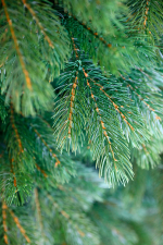 Ель искусственная Монблан зеленая 2,4 м подставка металл 100% Литые веточки МаксКристмас