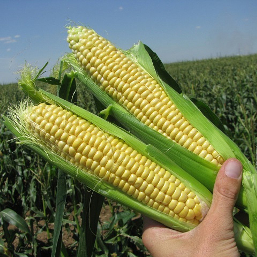 Кукуруза Свит Сириус F1 10шт Мировые Семена VITA GREEN