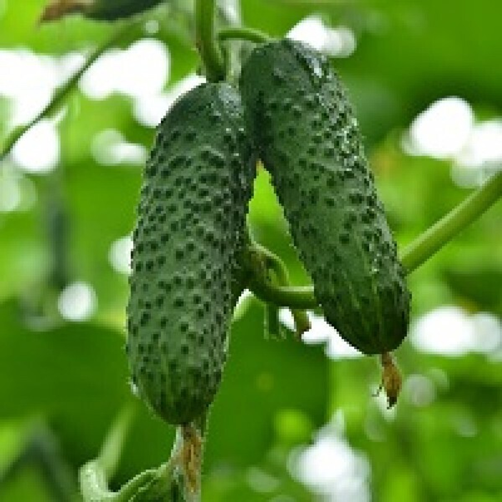 Семена Огурца ГЕРМАН (Мирабель) F1 100 шт.  (партенокарпик- не требует опыления) ультра-ранний