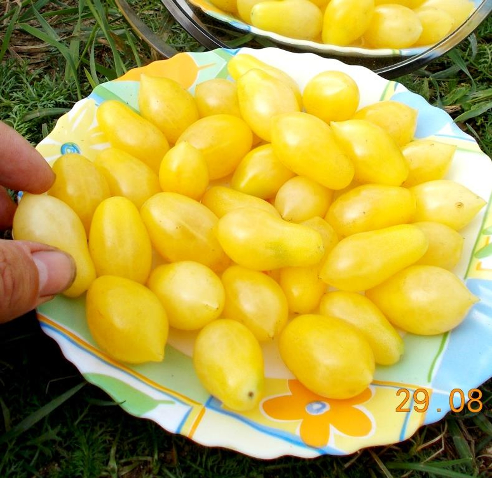 Помидоры Черри Сумасшедшие Ягоды - Bаrry’s Crazy Cherry Tomato