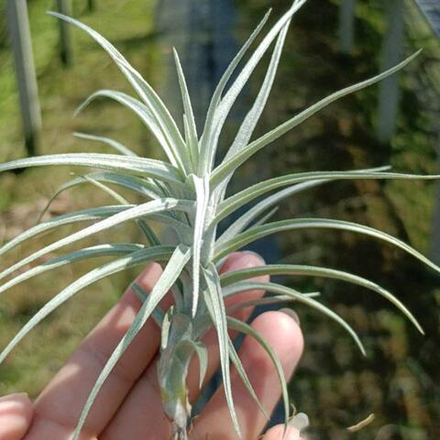 Тилландсия Sweet Isabel (tectorum x paleacea) S