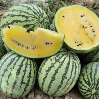 Арбуз Шампань F1  1000 (семян)