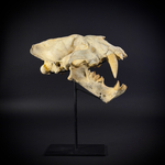 Xenosmilus на стойке