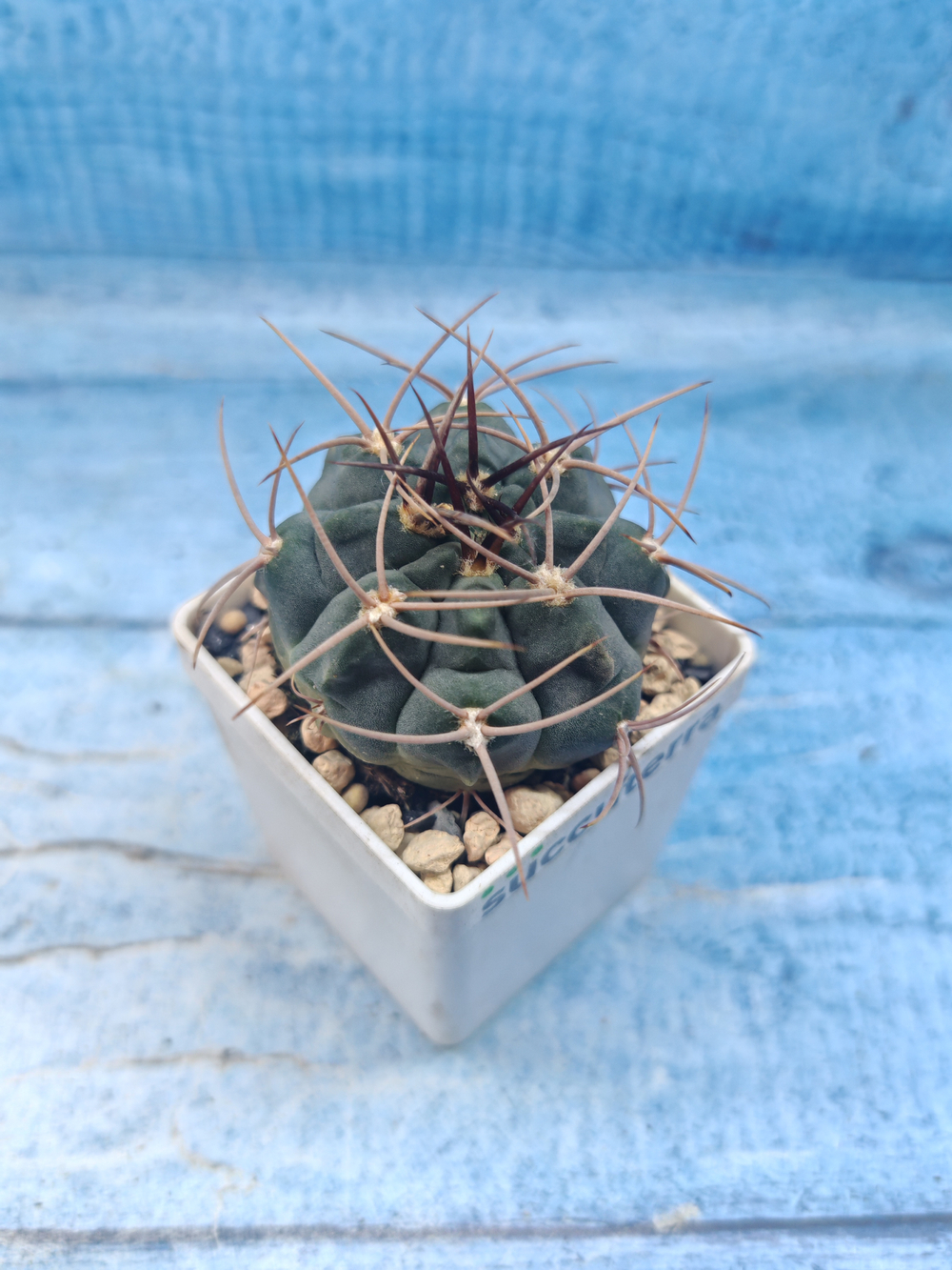Gymnocalycium Cardenasianum (Гимнокалициум)