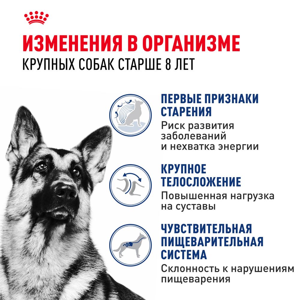 Сухой корм Royal Canin Maxi Ageing 8+ для стареющих собак крупных размеров от 8 лет и старше Сухой корм Royal Canin Maxi Ageing 8+ для стареющих собак крупных размеров от 8 лет и старше