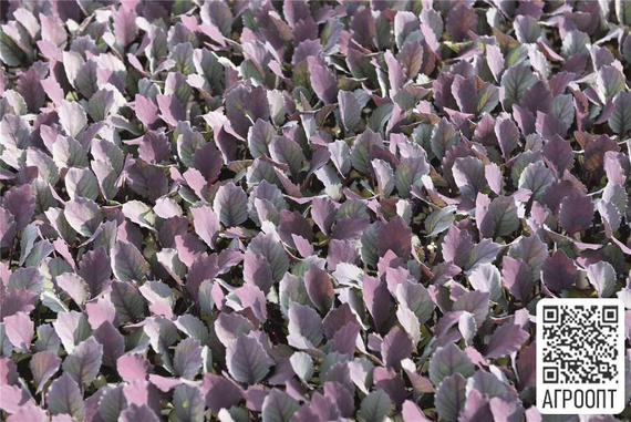 Примеро F1 семена капусты краснокочанной (Bejo / Бейо) в поле – фото 2