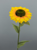Подсолнух БИГ одноголовый