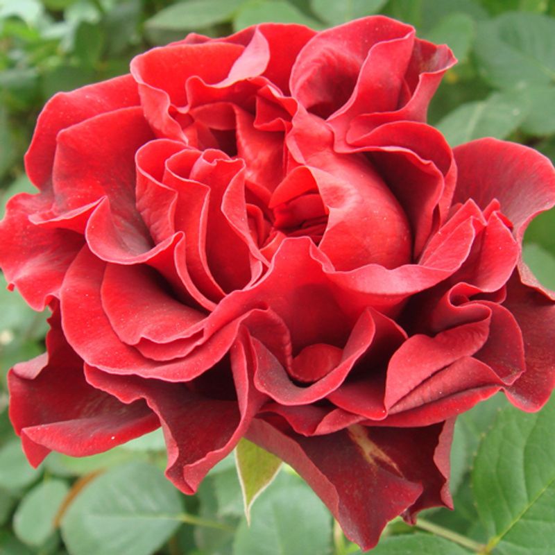 Роза чайно-гибридная Эль торо "El Toro"