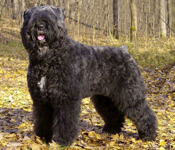 Арденнский бувье Арденнский бувье