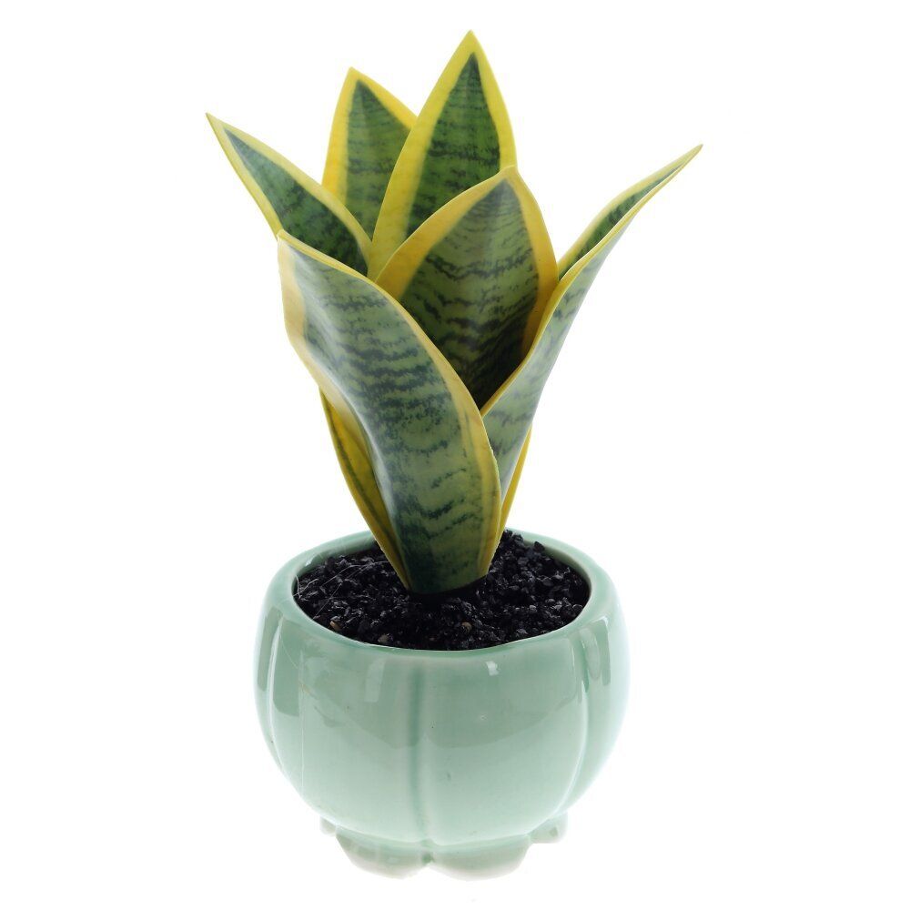 GAEM Цветочная композиция "Сансевиерия", L9 W9 H17 см