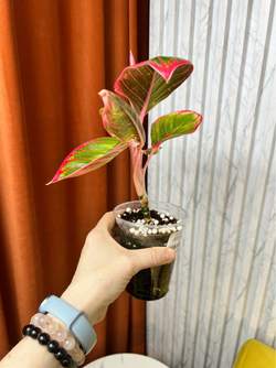 Аглаонема Ханза, D9см Н20см, 1шт, Urban Jungle (2962)